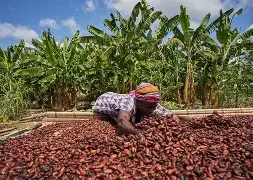 Premium Ghana Cocoa Beans