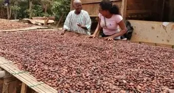Premium African Ethiopians cocoa Beans
