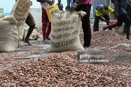 Cocoa Beabs of Ethiopians