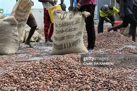 Cocoa Beabs of Ethiopians