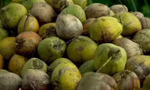 Nigerian coconut, African   agricultural products, wholesale coconut.