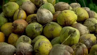 Nigerian coconut, African agricultural products, wholesale coconut.