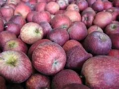 Fresh African Farm Apples