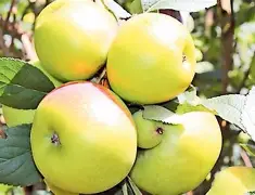 Fresh African Farm Apples