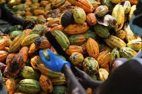 Premium Ghana Cocoa Beans