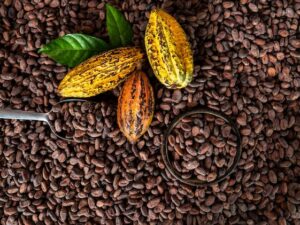 Premium Cocoa  beans