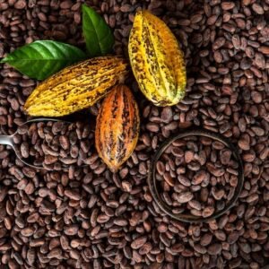Premium Cocoa  beans