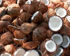 Premium Nigerians Cocnuts