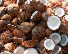 Premium Nigerians Cocnuts