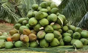 Nigerian coconut, African coconut supplier,