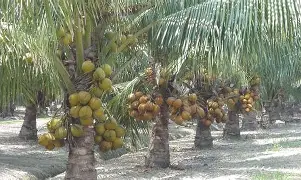 Fresh, high-quality coconuts sourced from trusted suppliers in Nigeria. Suitable for food businesses, retailers, wholesalers, exporters, and international buyers.