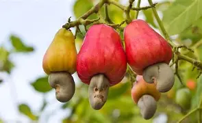 Premium Kenyan Cashew Nuts