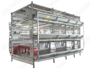 Full Automatic H Type Chicken Breeding Cage Natural Mating Design High Fertility Breeder Cage for Poultry Farm