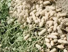 Premium Nigerian Groundnuts (Peanuts)