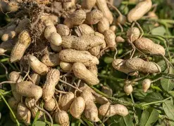 Premium Nigerian Groundnuts (Peanuts)