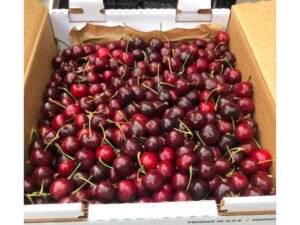 Organic Fresh Cherry Fruit / Red Sweet Cherry High Quality Delicious 100% Natural Best Grade 25kg