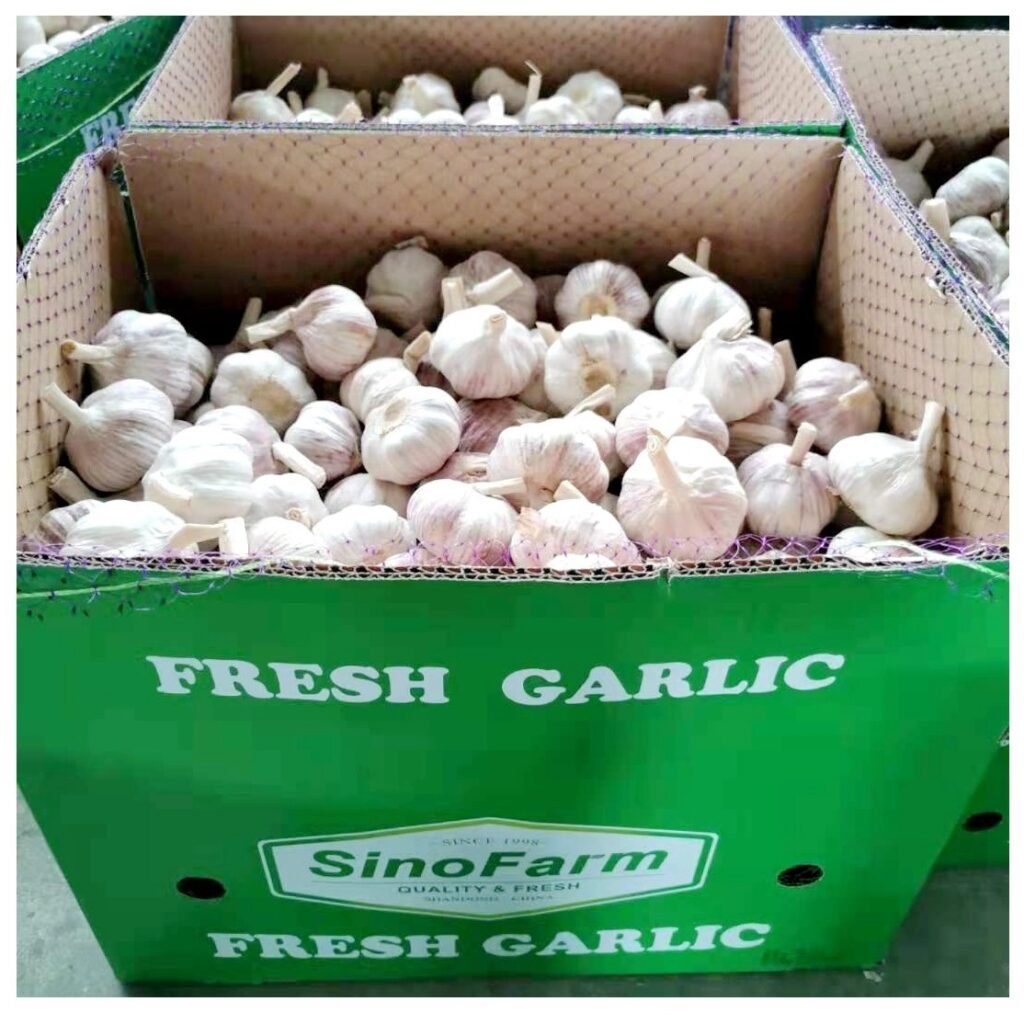 New Arrival Wholesale Garlic Box 10kg Normal White and Pure White Garlic Ail Fresco Alho Supply with Best Garlic