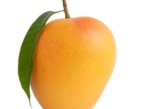Fresh Premium  Mango (Hapus Maharashtra India) Tropical Sub-Tropical Fruit Yellow Skin Ready 30-45 Days Shelf Life