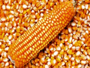 White and Yellow Corn/Maize