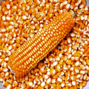 White and Yellow Corn/Maize